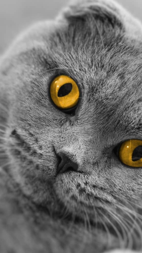 Fond d'écran d'un superbe chat Scottish Fold gris aux yeux jaunes
