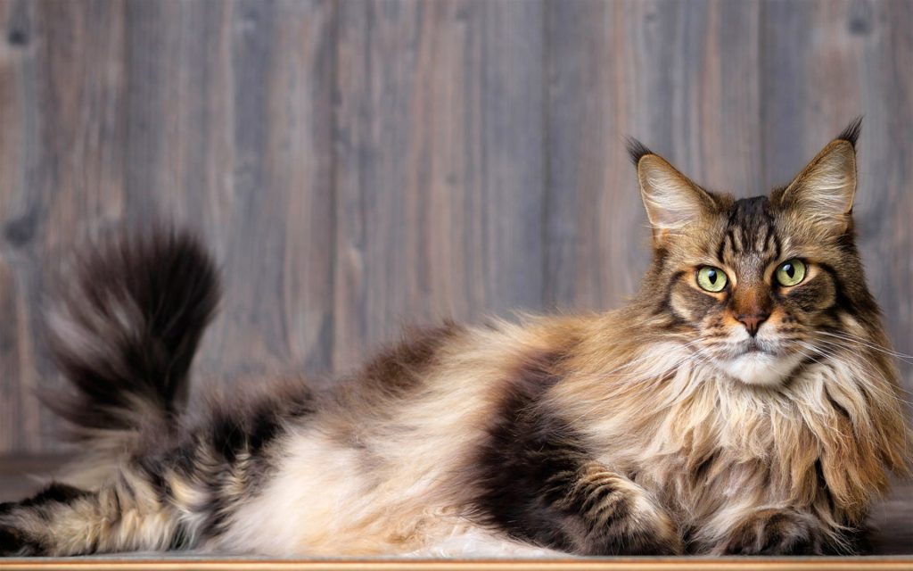 Fond d'écran d'un magnifique Maine Coon tabby étendu sur le sol