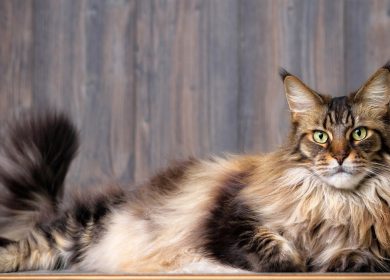 Fond d'écran d'un magnifique Maine Coon tabby étendu sur le sol