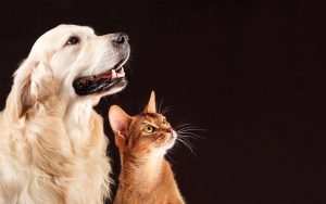 Wallpaper avec un chien Golden Retriever et un chat roux sur fond noir