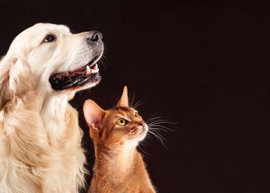 Wallpaper avec un chien Golden Retriever et un chat roux sur fond noir