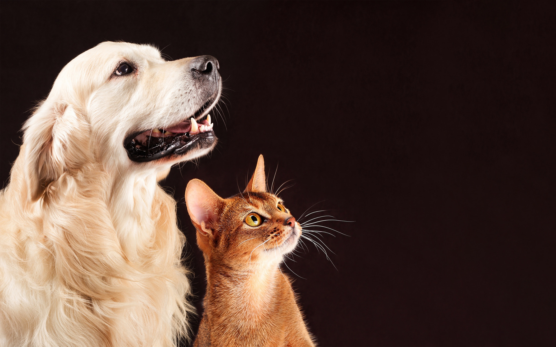 Fond D Ecran Gratuit Un Chien Golden Retriever Et Un Chat Roux Sur Fond Noir Monchat Ca