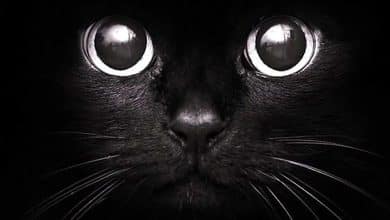 Fond d'écran noir avec un visage de chat noir