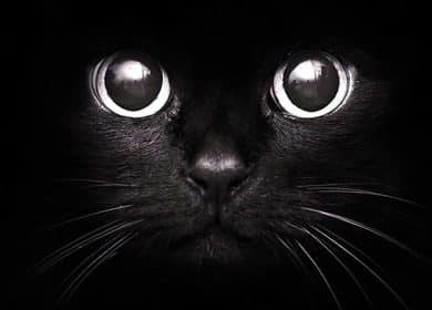 Fond d'écran noir avec un visage de chat noir