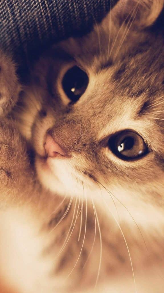 Fond d'écran d'un magnifique chaton marron