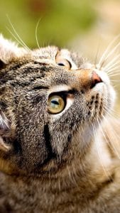 Fond d'écran d'un beau chat tabby qui regarde vers le haut