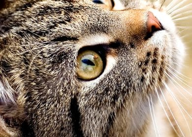 Fond d'écran d'un beau chat tabby qui regarde vers le haut