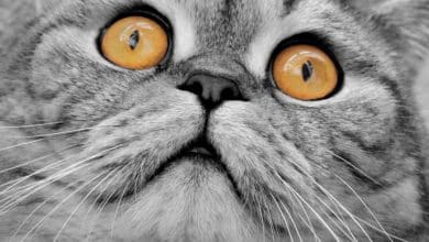 Fond d'écran d'un chat gris sur le dos avec de grands yeux jaunes
