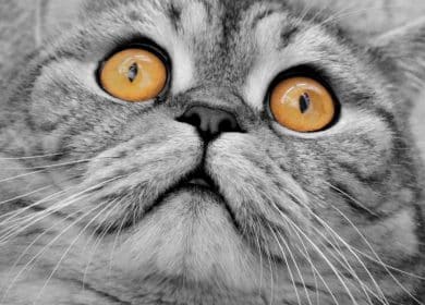 Fond d'écran d'un chat gris sur le dos avec de grands yeux jaunes