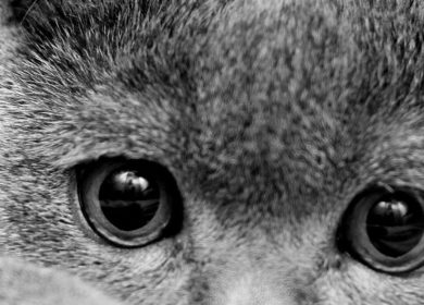 Fond d'écran d'un joli chat British Shorthair gris