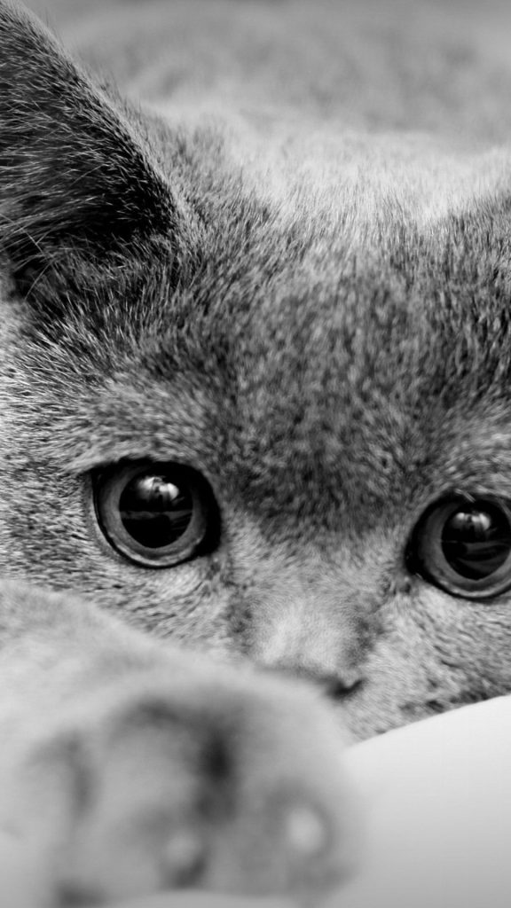 Fond d'écran d'un joli chat British Shorthair gris