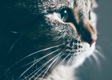 Fond d'écran d'un beau chat de profil qui regarde vers la lumière