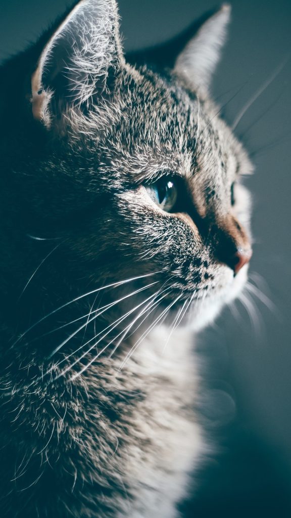 Fond d'écran d'un beau chat de profil qui regarde vers la lumière