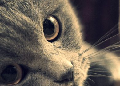 Fond d'écran d'un adorable chat Scottish Fold gris