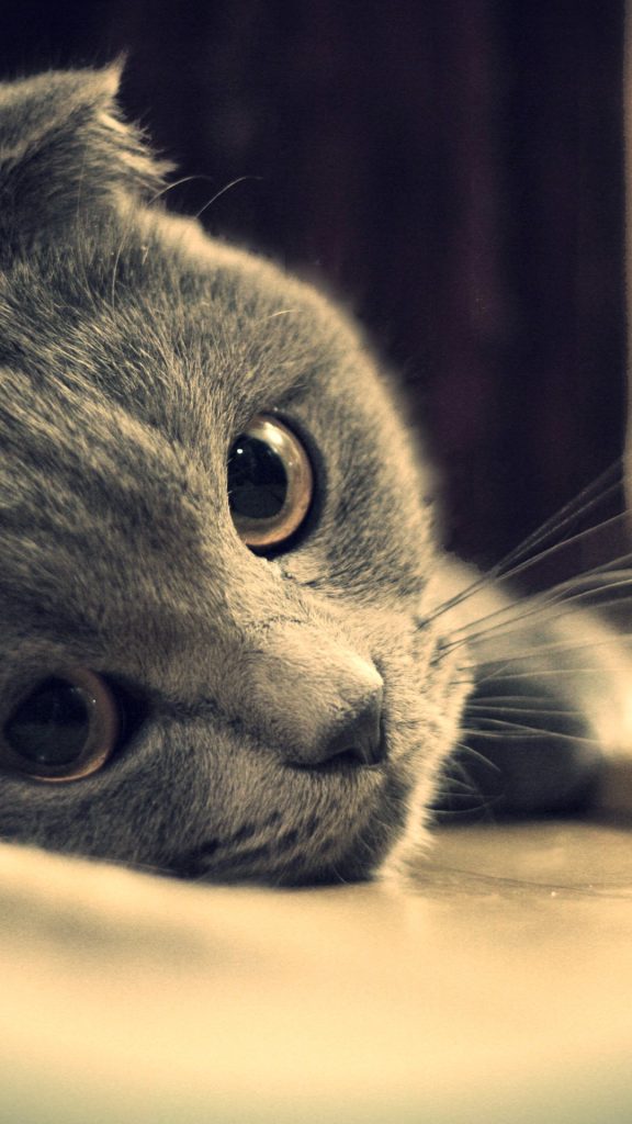 Fond d'écran d'un adorable chat Scottish Fold gris