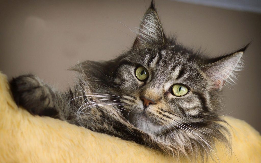 Fond d'écran d'un beau Maine Coon aux beaux yeux verts