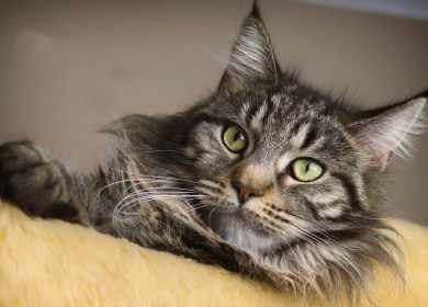 Fond d'écran d'un beau Maine Coon aux beaux yeux verts