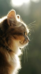 Fond d'écran d'un magnifique chat brun de profil