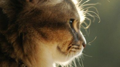 Fond d'écran d'un magnifique chat brun de profil
