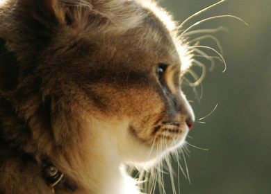 Fond d'écran d'un magnifique chat brun de profil