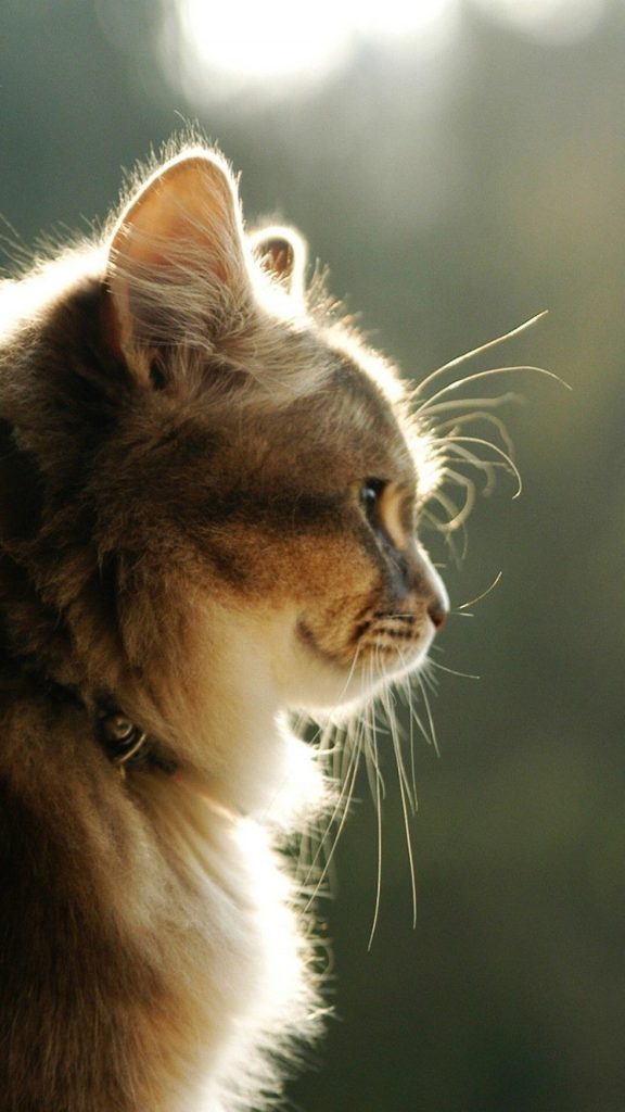 Fond d'écran d'un magnifique chat brun de profil