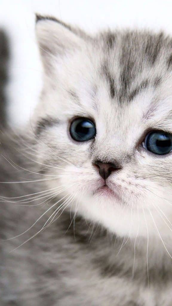 Wallpaper d'un joli chaton blanc et gris