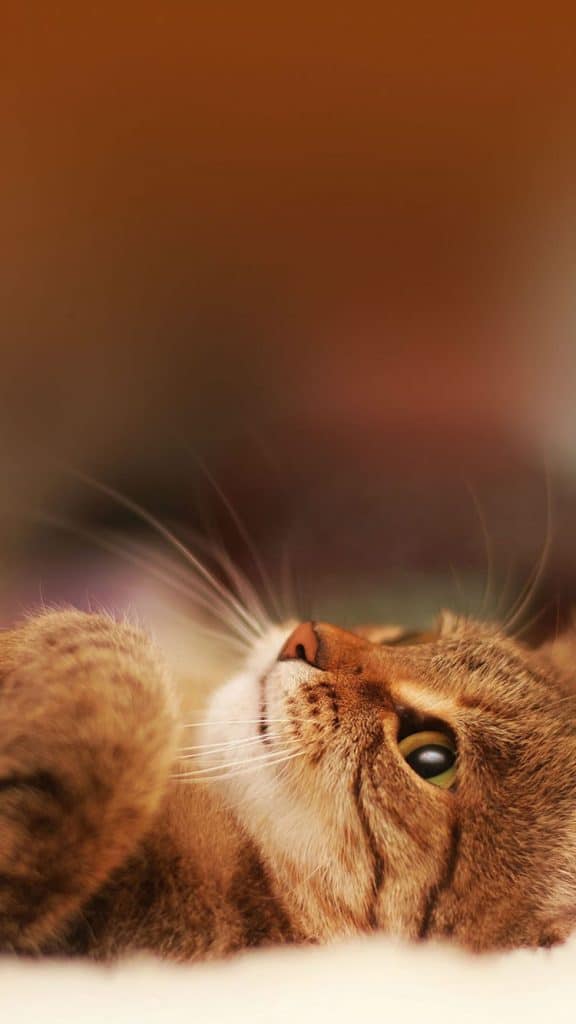 Fond d'écran d'un joli chaton brun couché sur le dos