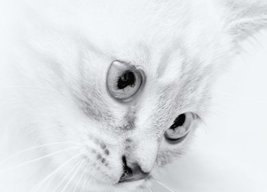 Magnifique chat blanc au visage incliné pour Iphone