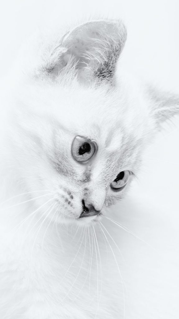 Magnifique chat blanc au visage incliné pour Iphone