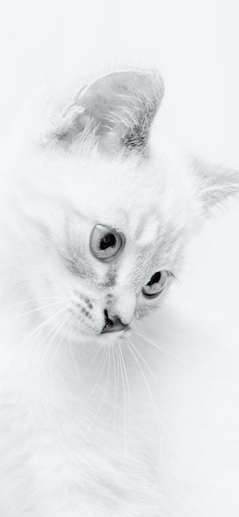 Magnifique chat blanc au visage incliné pour iPhone X