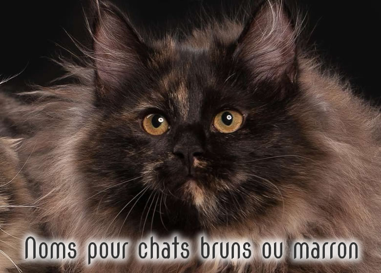 Magnifique chat brun à poils longs