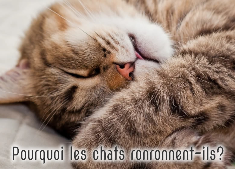 Chat confortablement couché qui ronronne