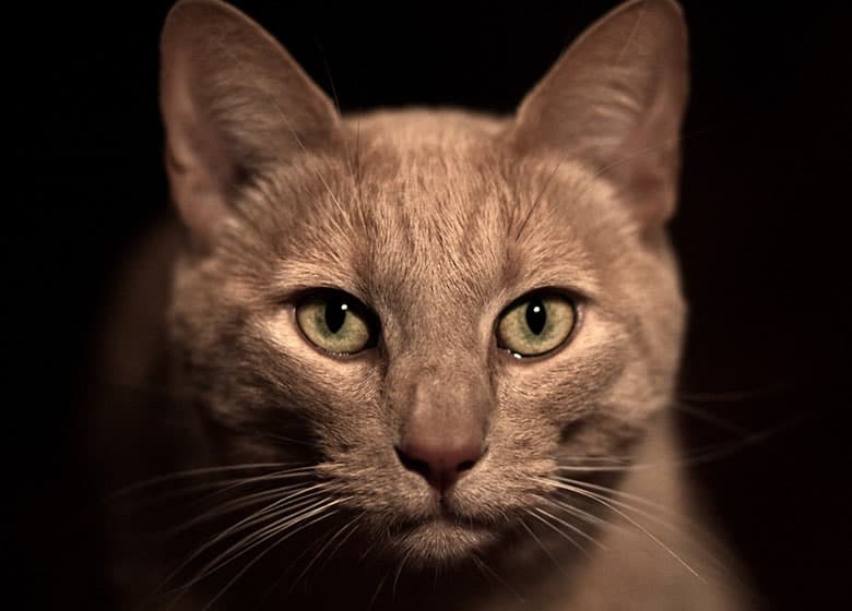 Superbe chat brun sablé qui fixe la caméra