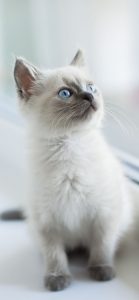 Superbe chaton birman près d'une fenêtre