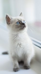 Superbe chaton birman près d'une fenêtre