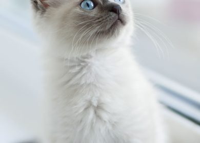 Superbe chaton birman près d'une fenêtre