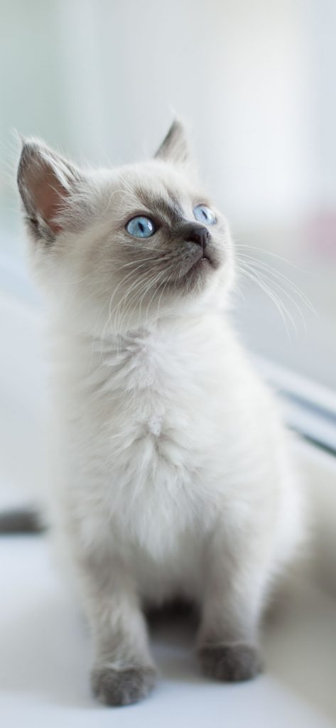 Superbe chaton birman près d'une fenêtre