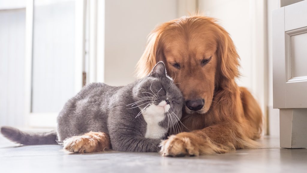 Fond d'écran d'un chat qui aime un beau chien Golden Retriever