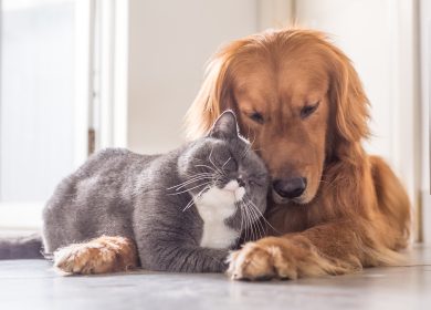 Fond d'écran d'un chat qui aime un beau chien Golden Retriever