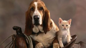 Fond d'écran d'un chien Bassent Hound avec un joli chaton beige