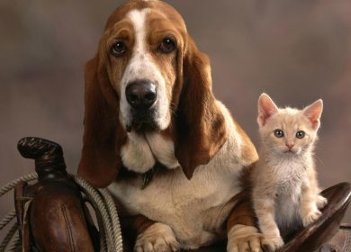 Fond d'écran d'un chien Bassent Hound avec un joli chaton beige