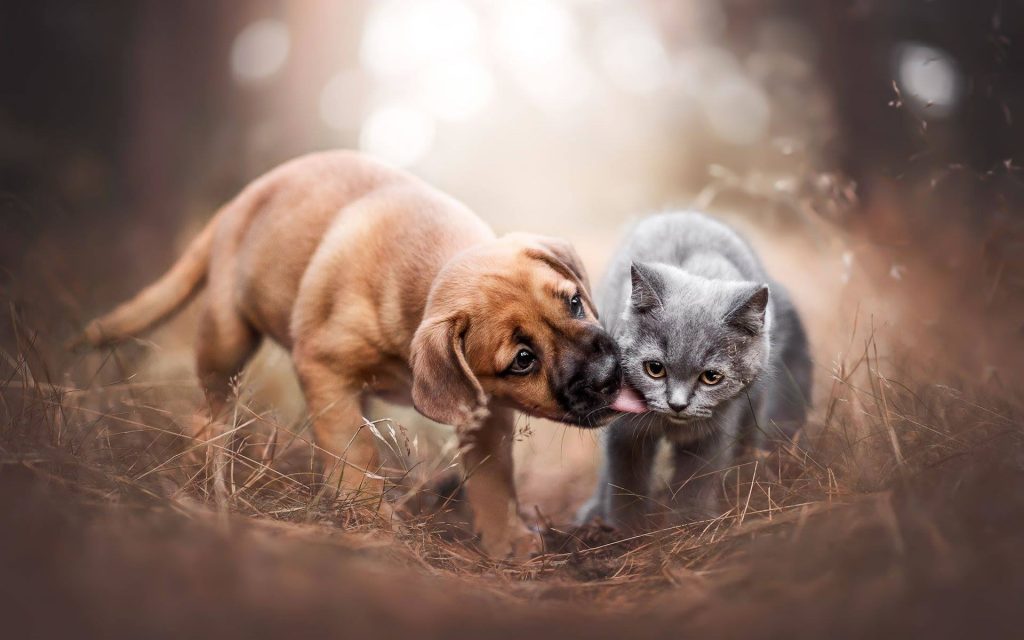 Fond d'écran d'un joli chiot qui lèche un chat gris