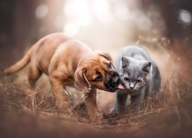 Fond d'écran d'un joli chiot qui lèche un chat gris