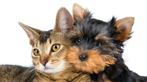 Fond d'écran d'un mignon chien Yorkshire terrier avec un chat tabby