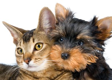 Fond d'écran d'un mignon chien Yorkshire terrier avec un chat tabby