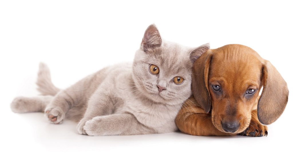 Fond d'écran à fond blanc d'un chat gris avec un joli chiot brun