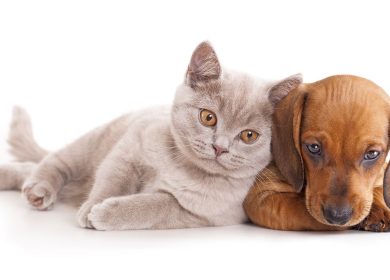 Fond d'écran à fond blanc d'un chat fris avec un joli chiot brun