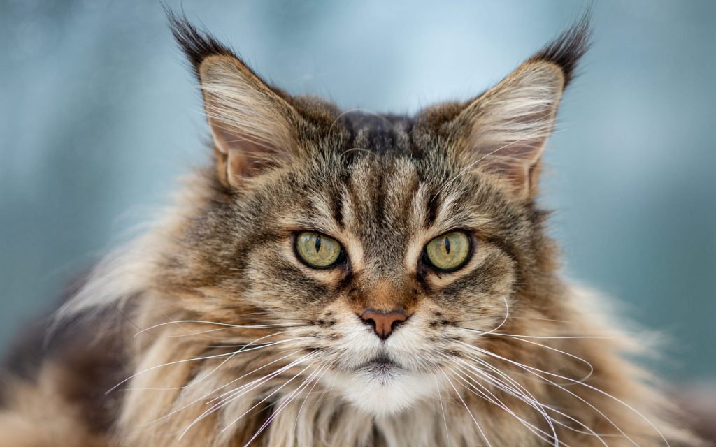 Wallpaper d'un Maine Coon avec un regard perçant