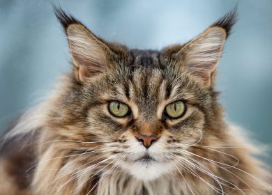 Wallpaper d'un Maine Coon avec un regard perçant