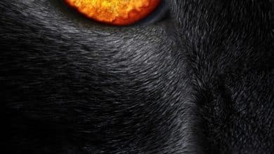 Fond d'écran d'un oeil de chat noir